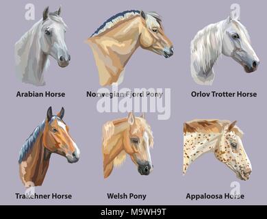 Serie di ritratti di cavalli e pony razze (Trakehner cavallo, Pony Welsh, Orlov Trotter, Arabian Horse, Appaloosa cavallo, fiordo norvegese) isolati su p Illustrazione Vettoriale