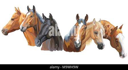 Set di vettore colorati ritratti di razze di cavalli (Trakehner cavallo, Pony Welsh, Appaloosa horse) isolati su sfondo bianco Illustrazione Vettoriale