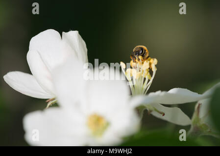 Home honeybee raccoglie il polline dal bianco fiori in un giardino di primavera Foto Stock