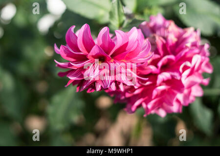 Bellissimi Fiori Foto Stock