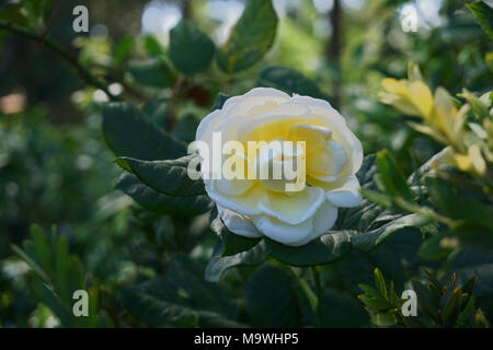 Bellissimi Fiori Foto Stock