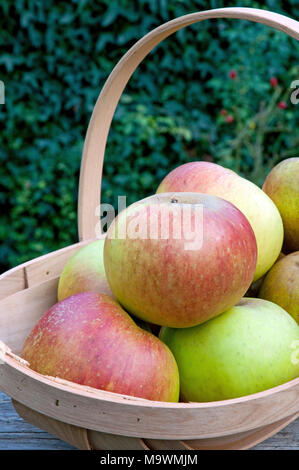 Blenheim patrimonio arancione le mele Malus domestica in trug Foto Stock