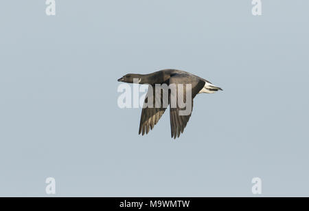 Un grazioso Brent Goose Branta bernicla volare nel cielo blu. Foto Stock