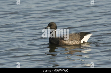 Un grazioso Brent Goose Branta bernicla nuotare nel mare. Foto Stock