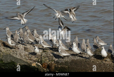 Un gregge di Sanderling (Calidris alba), Dunlin (Calidris alpina), e un nodo (Calidris canutus) arroccato e lo sbarco su di una struttura di calcestruzzo ad alta ti Foto Stock