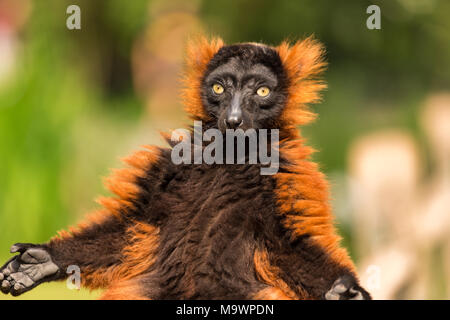 Un rosso lemure ruffed nell'Artis Zoo di Amsterdam Paesi Bassi. Foto Stock