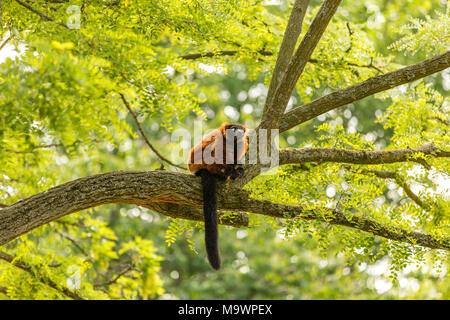 Un rosso lemure ruffed nell'Artis Zoo di Amsterdam Paesi Bassi. Foto Stock