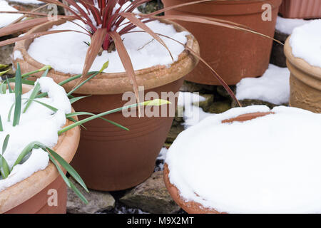 Vasi per piante coperte di neve di primavera, Dorset, Regno Unito Foto Stock