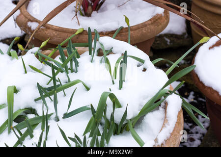 Vasi per piante coperte di neve di primavera, Dorset, Regno Unito Foto Stock