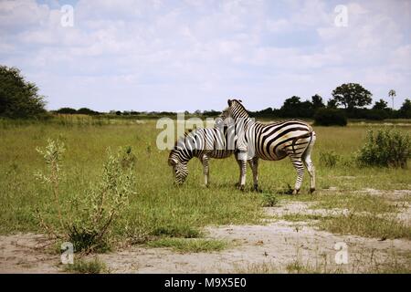 Zebre a Moremi Game Reserve. La riserva che è in Okavango Delta è casa di una varietà di uccelli e animali come ippopotami, giraffe, leoni, sciacalli, bufali, Kudu, impala, rinoceronti e coccodrilli tra gli altri. Le canoe e le barche sono utilizzati per navigare animale infestato le vie navigabili come la Laguna di Xakanaxa. Ci sono molti alberghi e campeggi safari. Foto Stock