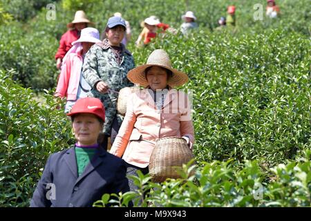 Nanchang, cinese della provincia di Jiangxi. 28 Mar, 2018. Lavoratori immettere un tea garden per raccogliere le foglie di tè in città Leping, Cina orientale della provincia di Jiangxi, 28 marzo 2018. Credito: Peng Zhaozhi/Xinhua/Alamy Live News Foto Stock