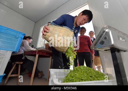 Nanchang, cinese della provincia di Jiangxi. 28 Mar, 2018. Lavoratori pesare le foglie di tè appena preso in città Leping, Cina orientale della provincia di Jiangxi, 28 marzo 2018. Credito: Peng Zhaozhi/Xinhua/Alamy Live News Foto Stock