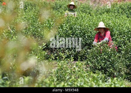 Nanchang, cinese della provincia di Jiangxi. 28 Mar, 2018. Lavoratori pick le foglie di tè in un tea garden in città Leping, Cina orientale della provincia di Jiangxi, 28 marzo 2018. Credito: Peng Zhaozhi/Xinhua/Alamy Live News Foto Stock