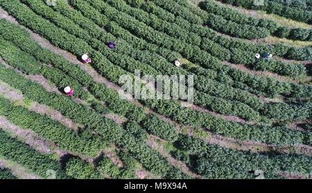 Nanchang, cinese della provincia di Jiangxi. 28 Mar, 2018. Lavoratori pick le foglie di tè in un tea garden in città Leping, Cina orientale della provincia di Jiangxi, 28 marzo 2018. Credito: Peng Zhaozhi/Xinhua/Alamy Live News Foto Stock