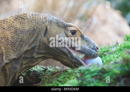 ZSL London Zoo, UK. 29 mar 2018. Ganas, la ZSL London Zoo resident drago di Komodo ((Varanus komodoensis, chiamato anche komodo monitor), è festa - su deliziose uova fresche nascosto nel Attenborough Komodo dragon House. I custodi del giardino zoologico sono sgusciati fuori su un uovo-stravagante sorpresa per ZSL London Zoo animali per godere di questa settimana - come il paese si prepara a celebrare il weekend di Pasqua. . Credito: Imageplotter News e sport/Alamy Live News Foto Stock