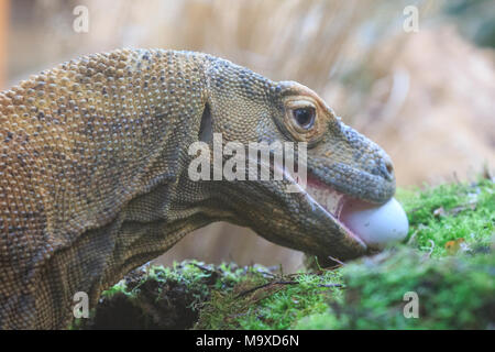 ZSL London Zoo, UK. 29 mar 2018. Ganas, la ZSL London Zoo resident drago di Komodo ((Varanus komodoensis, chiamato anche komodo monitor), è festa - su deliziose uova fresche nascosto nel Attenborough Komodo dragon House. I custodi del giardino zoologico sono sgusciati fuori su un uovo-stravagante sorpresa per ZSL London Zoo animali per godere di questa settimana - come il paese si prepara a celebrare il weekend di Pasqua. . Credito: Imageplotter News e sport/Alamy Live News Foto Stock