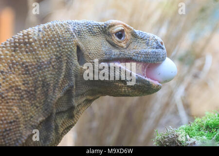 ZSL London Zoo, UK. 29 mar 2018. Ganas, la ZSL London Zoo resident drago di Komodo ((Varanus komodoensis, chiamato anche komodo monitor), è festa - su deliziose uova fresche nascosto nel Attenborough Komodo dragon House. I custodi del giardino zoologico sono sgusciati fuori su un uovo-stravagante sorpresa per ZSL London Zoo animali per godere di questa settimana - come il paese si prepara a celebrare il weekend di Pasqua. . Credito: Imageplotter News e sport/Alamy Live News Foto Stock