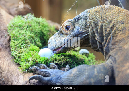 ZSL London Zoo, UK. 29 mar 2018. Ganas, la ZSL London Zoo resident drago di Komodo ((Varanus komodoensis, chiamato anche komodo monitor), è festa - su deliziose uova fresche nascosto nel Attenborough Komodo dragon House. I custodi del giardino zoologico sono sgusciati fuori su un uovo-stravagante sorpresa per ZSL London Zoo animali per godere di questa settimana - come il paese si prepara a celebrare il weekend di Pasqua. . Credito: Imageplotter News e sport/Alamy Live News Foto Stock