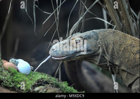 Londra, Regno Unito. Il 29 marzo 2018. Ganas il drago di Komodo riceve uno spuntino a base di uova fresche in Attenborough Komodo dragon House come ZSL London Zoo animali godersi le proprie chicche di pasqua durante un photocall. Credito: Stephen Chung / Alamy Live News Foto Stock