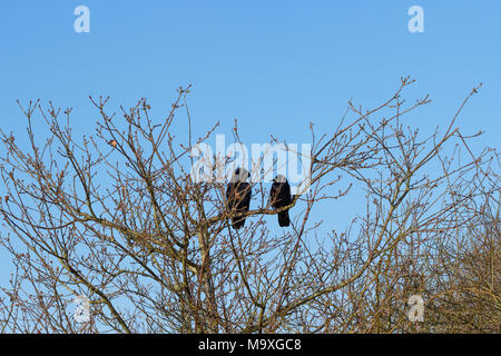 Due carrion crows (Corvus corone) arroccato in una struttura ad albero Foto Stock