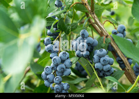 Blueberrys fresco sul ramo su un campo di blueberry farm. Foto Stock