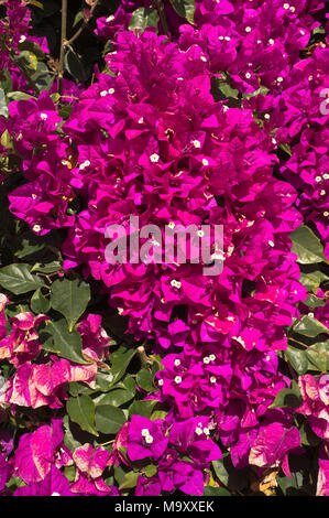 Dh fiori di Bouganville Spagna rosso porpora fioritura Bougainvillea spectabilis bush Foto Stock