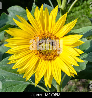 Vista ravvicinata del vivid corolla giallo di un testa di girasole con un raduno di ape polline dal suo disco broccoli. Foto Stock