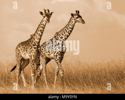 Le giraffe di Savannah Foto Stock