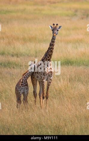 Mammelle Boy / Girl Foto Stock