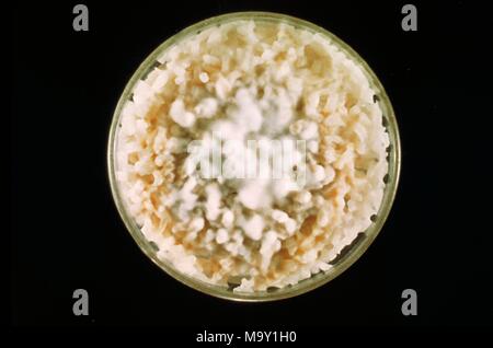 La cultura di Microsporum canis funghi che crescono su lucido bollito dei chicchi di riso, 1962. Immagine cortesia di centri per il controllo delle malattie (CDC) / Dr Lucille K Georg. Immagine cortesia CDC. () Foto Stock