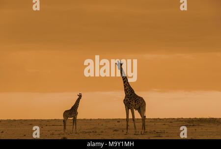 Le Giraffe africane di Savannah Foto Stock