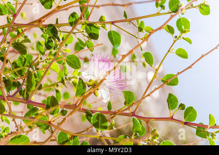Blooming santo Capparis fiore di cappero arbusto che cresce sul Muro Occidentale di Gerusalemme. Foto Stock