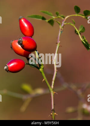 Cane rosa canina (Rosa canina) Foto Stock