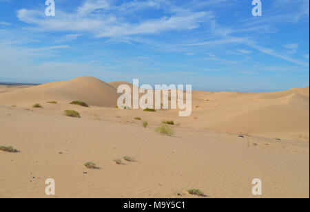 Dune Algodones Wilderness Area. Le Dune fornire habitat per piante, Pierson del latte della veccia. Foto Stock