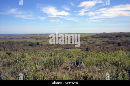 A Buffalo Konza Prairie in Kansas. Foto Stock