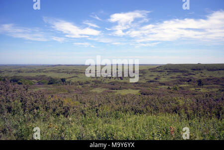 Buffalo allevamento in Konza Prairie. Foto Stock