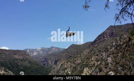 California condor #206. LOS Padres National Forest (31 maggio 2017) - Per il terzo anno di fila che il pubblico ha la possibilità di ottenere in su-chiudere-e-personale con un California condor chick attraverso il livestreaming video di una California condor nido. Il pulcino, 50-giorni-vecchio oggi, e i suoi genitori vivono in remoti montagne vicino a tramoggia Mountain National Wildlife Refuge (NWR) nella Contea di Ventura, California. Foto Stock