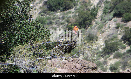 California condor #513. LOS Padres National Forest (31 maggio 2017) - Per il terzo anno di fila che il pubblico ha la possibilità di ottenere in su-chiudere-e-personale con un California condor chick attraverso il livestreaming video di una California condor nido. Il pulcino, 50-giorni-vecchio oggi, e i suoi genitori vivono in remoti montagne vicino a tramoggia Mountain National Wildlife Refuge (NWR) nella Contea di Ventura, California. Foto Stock