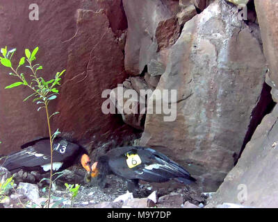 California condor #513 e #206 con il loro pulcino, #871. LOS Padres National Forest (31 maggio 2017) - Per il terzo anno di fila che il pubblico ha la possibilità di ottenere in su-chiudere-e-personale con un California condor chick attraverso il livestreaming video di una California condor nido. Il pulcino, 50-giorni-vecchio oggi, e i suoi genitori vivono in remoti montagne vicino a tramoggia Mountain National Wildlife Refuge (NWR) nella Contea di Ventura, California. Acquisizione di foto dalla fotocamera di nido. Foto Stock