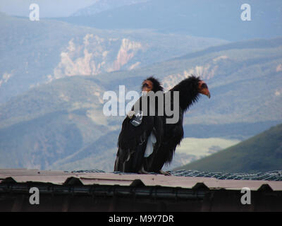 California condor #513 e #206. LOS Padres National Forest (31 maggio 2017) - Per il terzo anno di fila che il pubblico ha la possibilità di ottenere in su-chiudere-e-personale con un California condor chick attraverso il livestreaming video di una California condor nido. Il pulcino, 50-giorni-vecchio oggi, e i suoi genitori vivono in remoti montagne vicino a tramoggia Mountain National Wildlife Refuge (NWR) nella Contea di Ventura, California. Foto Stock