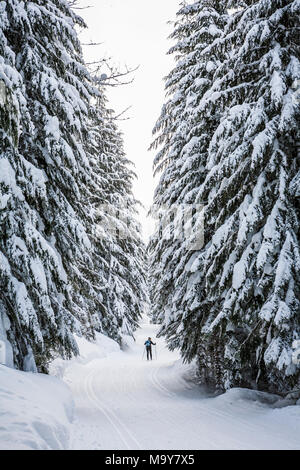 Cross country sciatore su un curato trail. Stevens Pass centro nordico, nello Stato di Washington, USA. Foto Stock