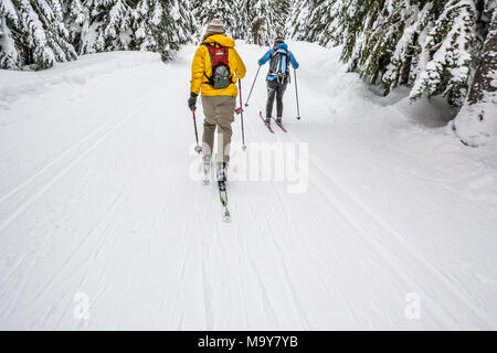 Due donne visto da dietro lo sci di fondo su un sentiero curato attraverso una folta foresta di conifere coperto di neve. Foto Stock