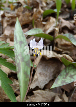 Trota nana lily durante il sondaggio Aprile 14, 2010. 2010 Minnesota trota nana lily sondaggi presso Nerstrand grandi boschi del Parco Statale, Minnesota. Minnesota trota nana lily trovato alla Nerstrand grandi boschi del Parco Statale, Minnesota. Foto Stock