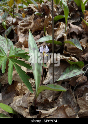 Trota nana lily sondaggio Aprile 14, 2010. 2010 Minnesota trota nana lily sondaggi presso Nerstrand grandi boschi del Parco Statale, Minnesota. Diversi volontari hanno partecipato a tali indagini hanno portato dalla Minnesota dipartimento di Risorse Naturali. Minnesota trota nana lily trovato alla Nerstrand grandi boschi del parco statale. Una bandiera è stata posta a destra della pianta per assistere il conteggio. Foto Stock