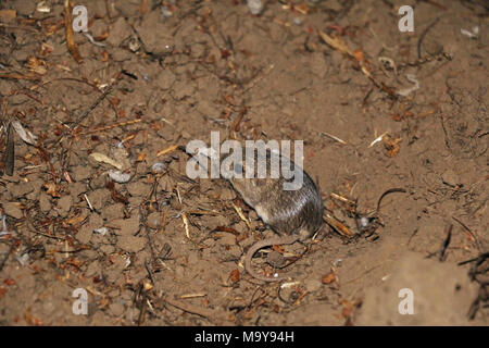 In via di estinzione Pacific Pocket Mouse nella nuova casa. Foto Stock