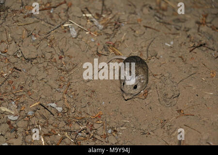 In via di estinzione Pacific Pocket Mouse nella nuova casa. Foto Stock