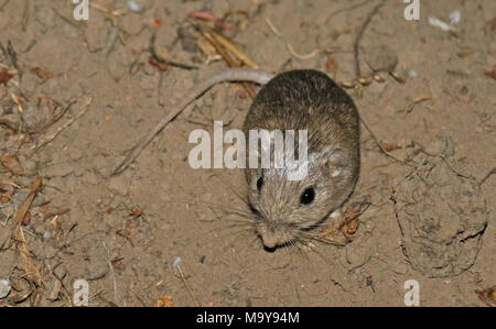 In via di estinzione Pacific Pocket Mouse nella nuova casa. Foto Stock