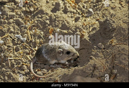 In via di estinzione Pacific Pocket Mouse nella nuova casa. Foto Stock