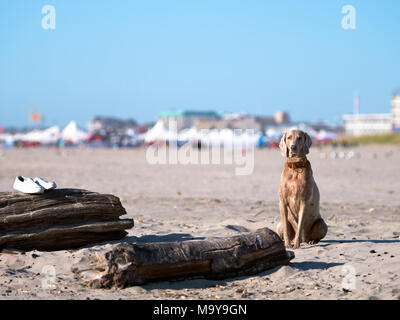 Un grande e ben curato nobile i capelli castani cane con lana di brevi e lunghe orecchie sta di guardia oltre il suo proprietario sulla Pacific Ocean Beach nel nord-ovest Foto Stock