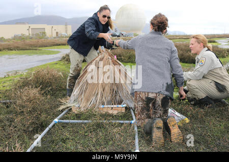 FWS biologi femmina. Un equipaggio femminile di biologi e personale dal Ventura pesci e fauna selvatica ufficio a lavorare sul collegamento delle fronde di palma per la base in legno per creare la luce-footed clapper rail nido. Da sinistra a destra: Rachel Henry, Lara Drizd e Ashley Spratt. Foto Stock